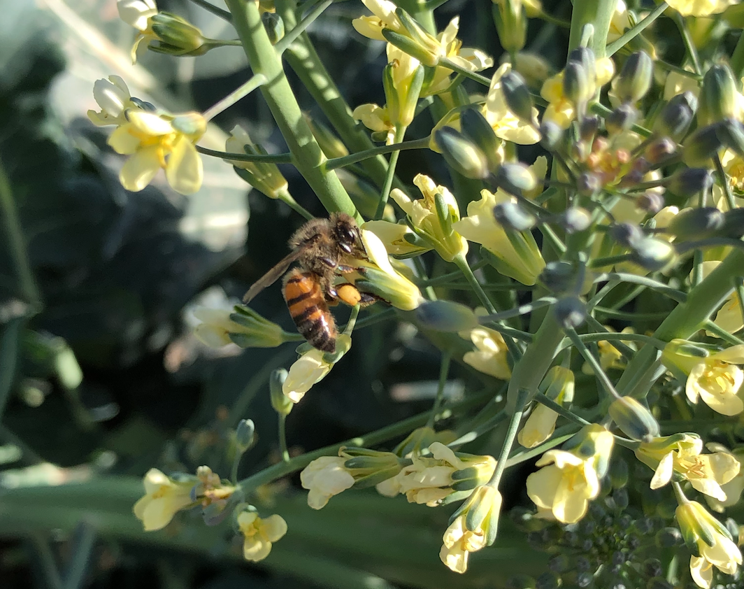 bee-on-broccoli-flower-head-at-queen-creek-botanical-gardens