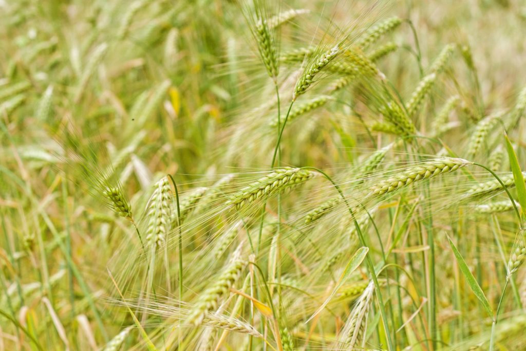 closeup of campbell farm grains khorasan wheat in the field