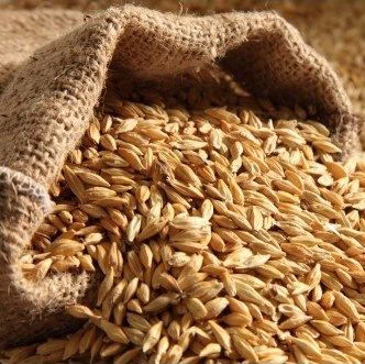 wheat kernels falling out of a burlap bag prior to soak and sprout