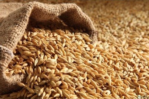 wheat kernels falling out of a burlap bag prior to soak and sprout